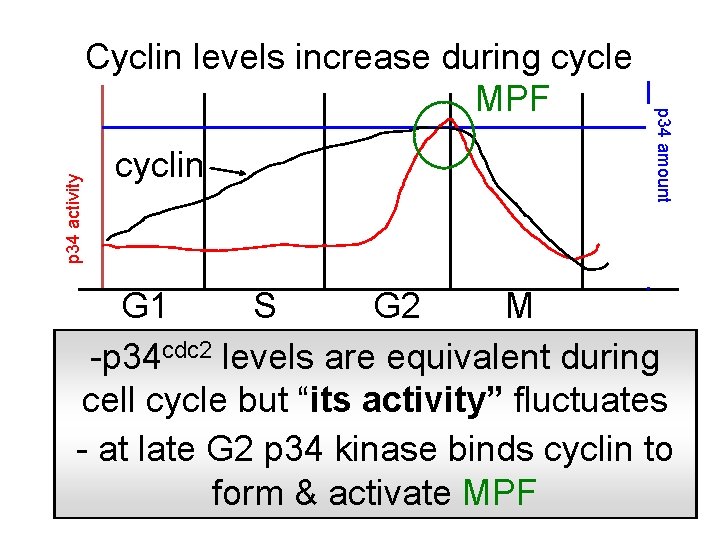 p 34 activity cyclin p 34 amount Cyclin levels increase during cycle MPF G