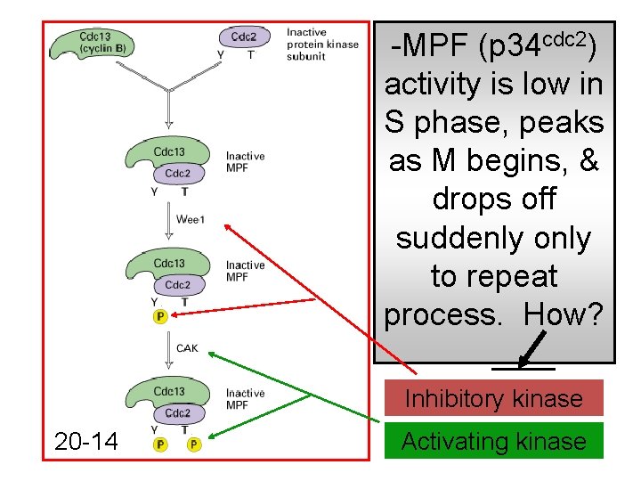 -MPF (p 34 cdc 2) activity is low in S phase, peaks as M