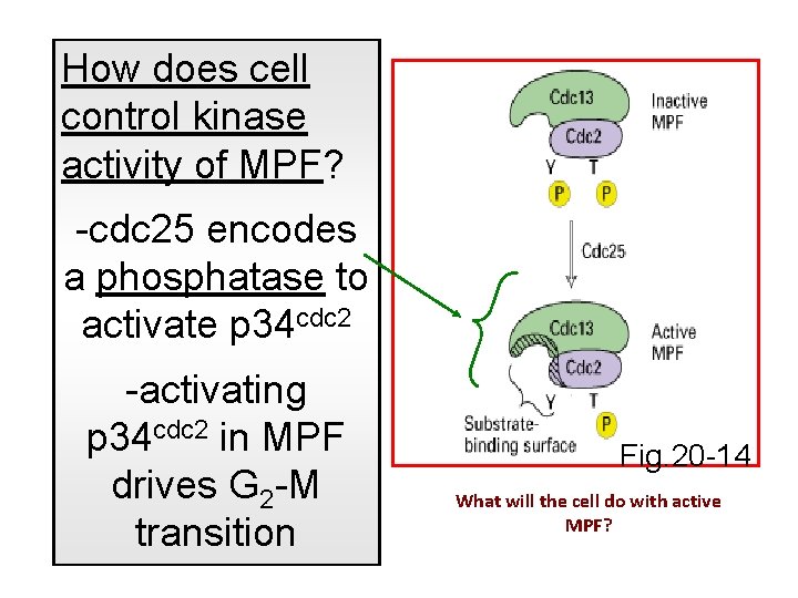 How does cell control kinase activity of MPF? -cdc 25 encodes a phosphatase to