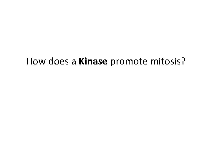 How does a Kinase promote mitosis? 