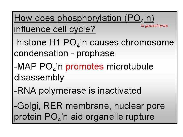 How does phosphorylation (PO 4’n) in general terms influence cell cycle? -histone H 1