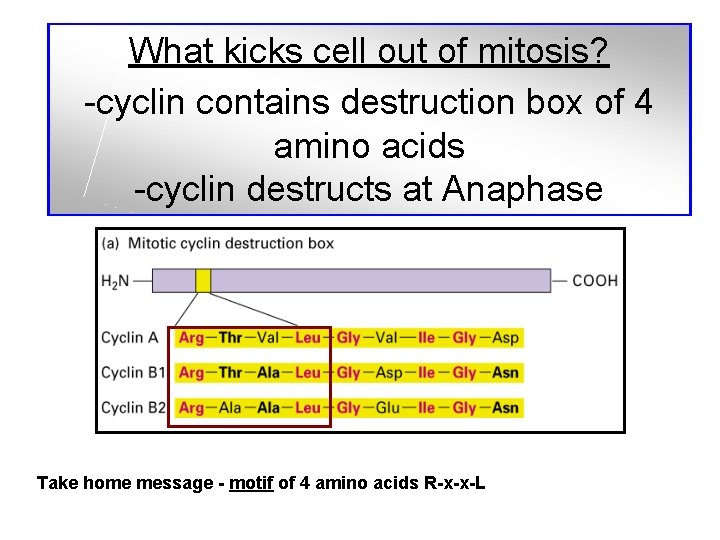 What kicks cell out of mitosis? -cyclin contains destruction box of 4 amino acids