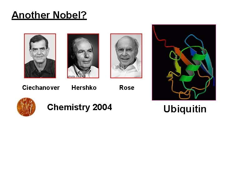 Another Nobel? Ciechanover Hershko Chemistry 2004 Rose Ubiquitin 