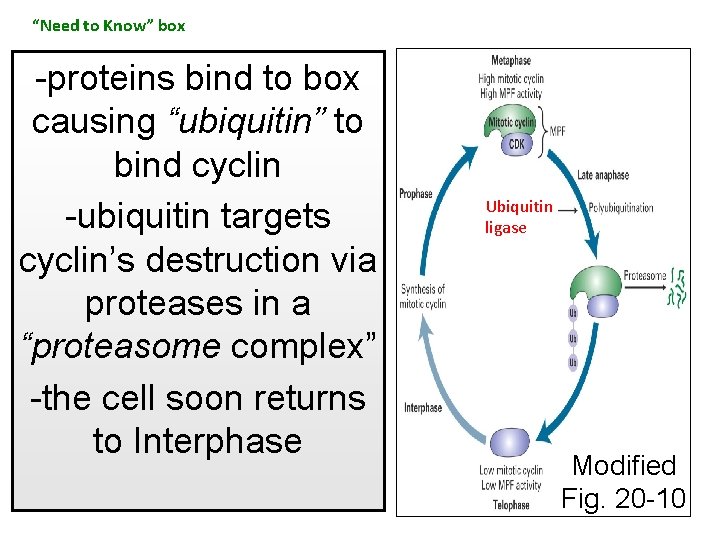 “Need to Know” box -proteins bind to box causing “ubiquitin” to bind cyclin -ubiquitin