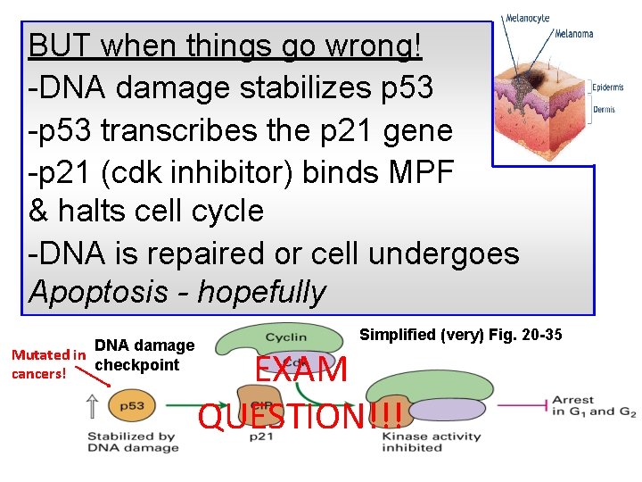 BUT when things go wrong! -DNA damage stabilizes p 53 -p 53 transcribes the