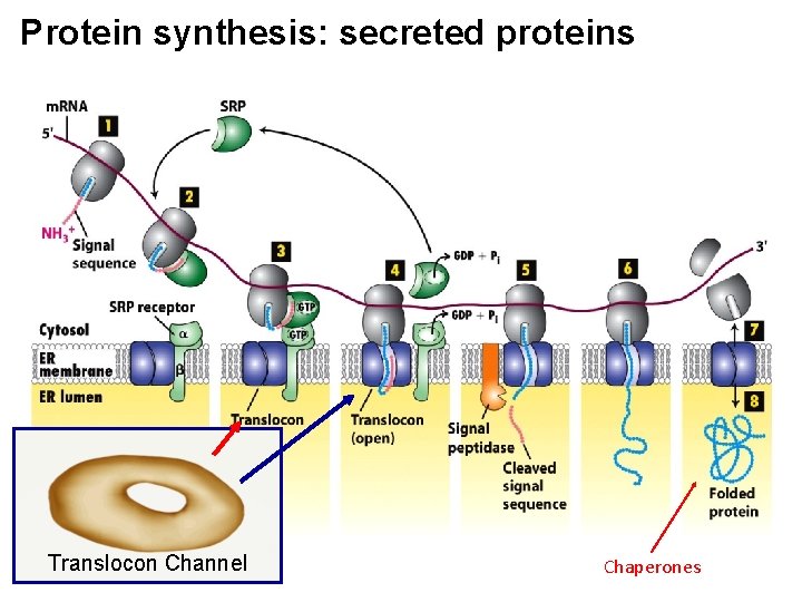 Protein synthesis: secreted proteins Translocon Channel Chaperones 