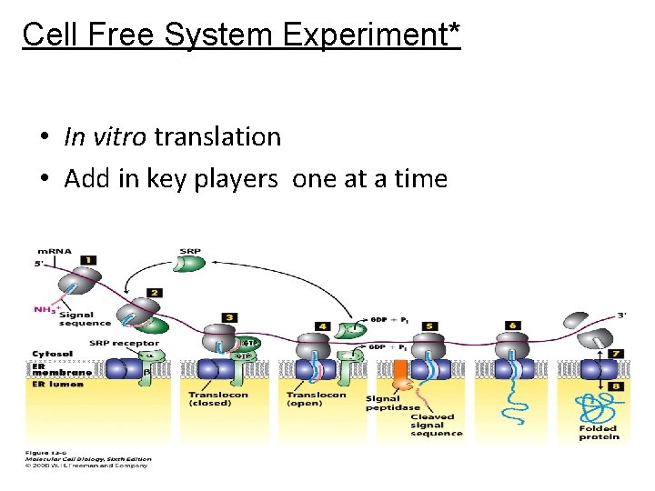 Cell Free System Experiment* • In vitro translation • Add in key players one