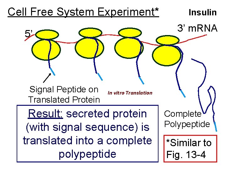 Cell Free System Experiment* 3’ m. RNA 5’ Signal Peptide on Translated Protein Insulin