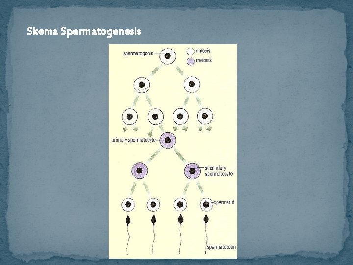 Skema Spermatogenesis 