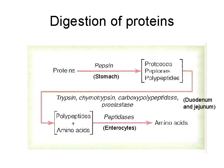 Digestion of proteins (Stomach) (Duodenum and jejunum) (Enterocytes) 