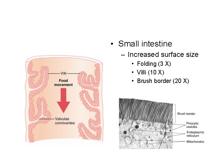  • Small intestine – Increased surface size • Folding (3 X) • Villi