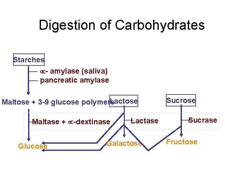 Digestion of Carbohydrates Starches - amylase (saliva) pancreatic amylase Lactose Maltose + 3 -9