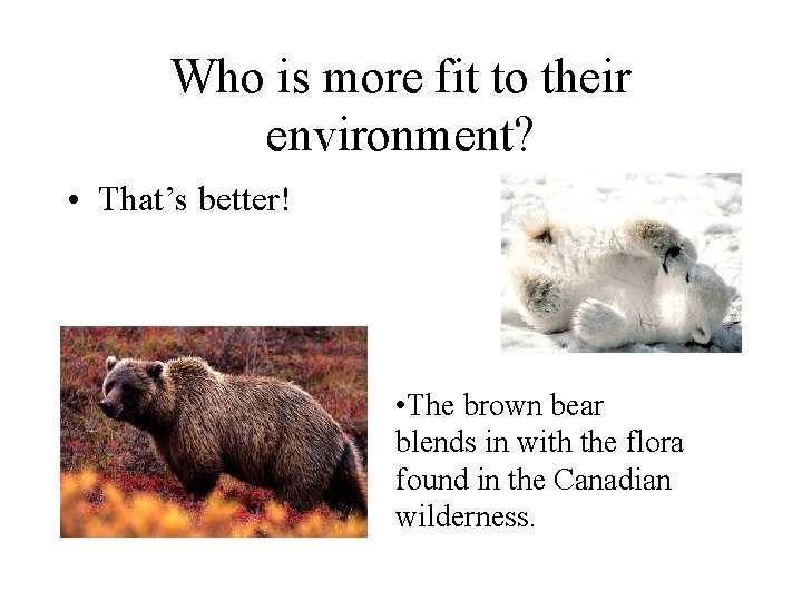 Who is more fit to their environment? • Polar That’sbears better! are not naturally