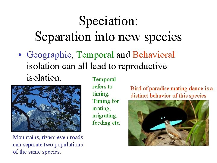 Speciation: Separation into new species • Geographic, Temporal and Behavioral isolation can all lead