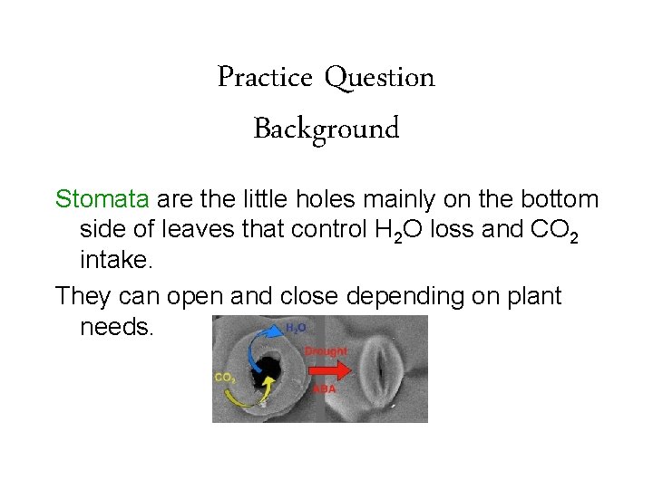 Practice Question Background Stomata are the little holes mainly on the bottom side of