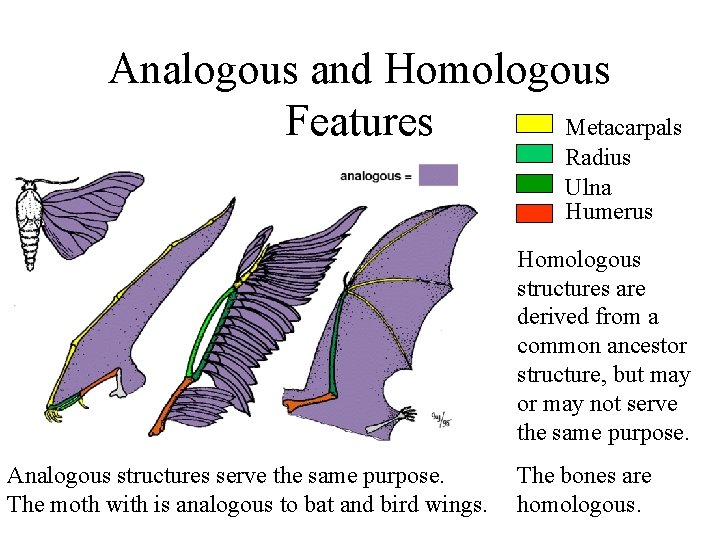 Analogous and Homologous Metacarpals Features Radius Ulna Humerus Homologous structures are derived from a