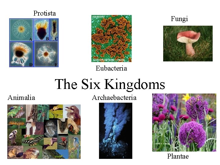 Protista Fungi Eubacteria The Six Kingdoms Animalia Archaebacteria Plantae 