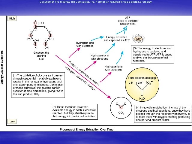 Copyright © The Mc. Graw-Hill Companies, Inc. Permission required for reproduction or display. 