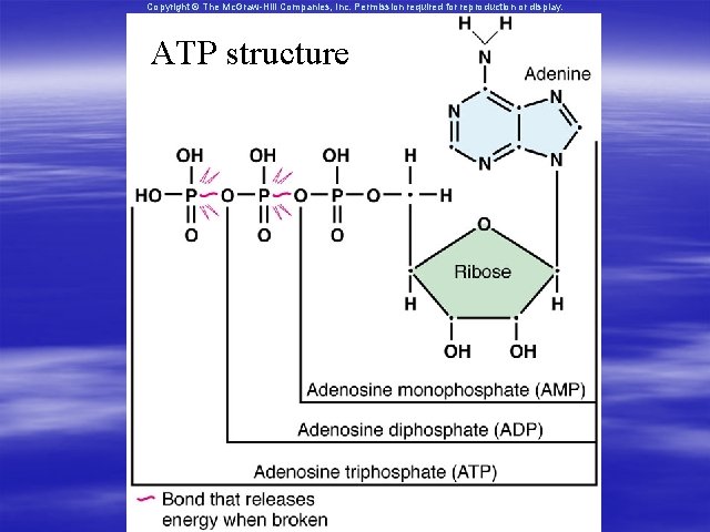 Copyright © The Mc. Graw-Hill Companies, Inc. Permission required for reproduction or display. ATP