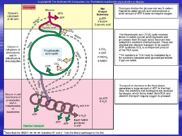 Copyright © The Mc. Graw-Hill Companies, Inc. Permission required for reproduction or display. 