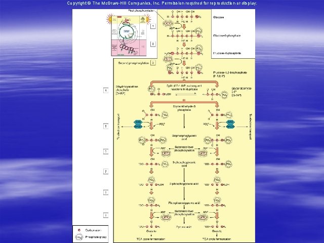 Copyright © The Mc. Graw-Hill Companies, Inc. Permission required for reproduction or display. 