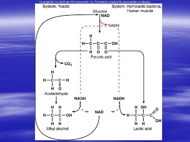 Copyright © The Mc. Graw-Hill Companies, Inc. Permission required for reproduction or display. 