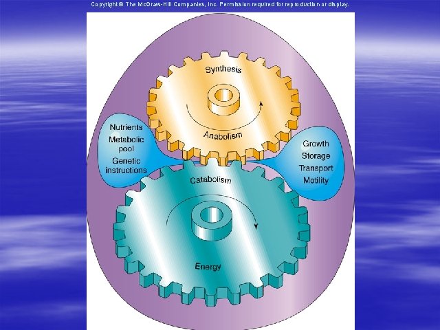 Copyright © The Mc. Graw-Hill Companies, Inc. Permission required for reproduction or display. 