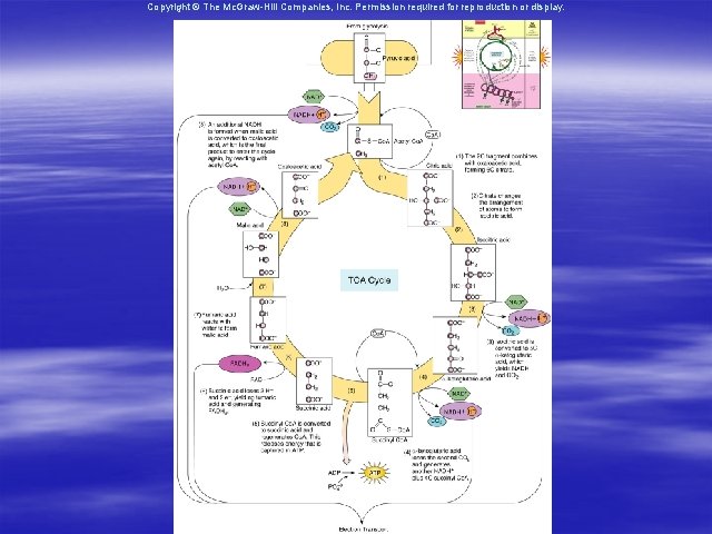Copyright © The Mc. Graw-Hill Companies, Inc. Permission required for reproduction or display. 