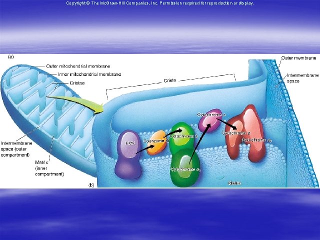 Copyright © The Mc. Graw-Hill Companies, Inc. Permission required for reproduction or display. 