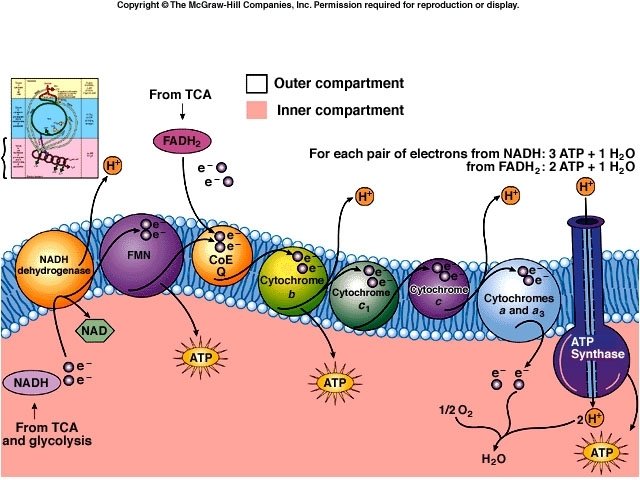 Copyright © The Mc. Graw-Hill Companies, Inc. Permission required for reproduction or display. 