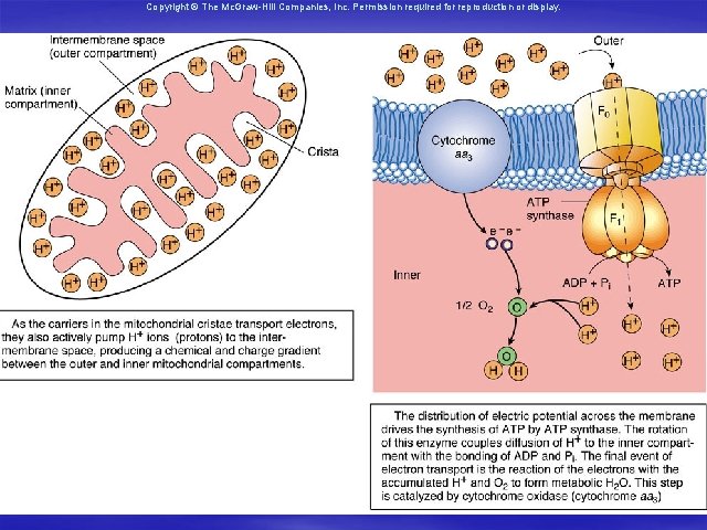 Copyright © The Mc. Graw-Hill Companies, Inc. Permission required for reproduction or display. 