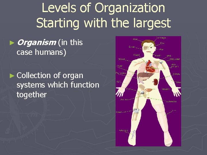 Levels of Organization Starting with the largest ► Organism (in this case humans) ►
