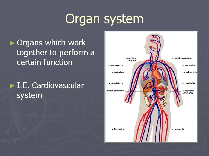 Organ system ► Organs which work together to perform a certain function ► I.