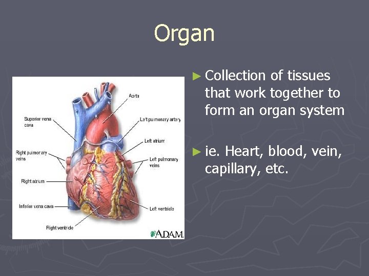 Organ ► Collection of tissues that work together to form an organ system ►