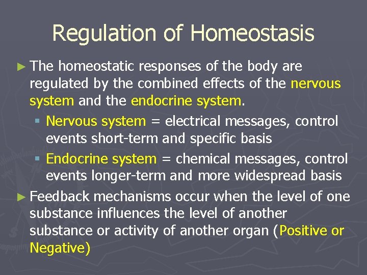 Regulation of Homeostasis ► The homeostatic responses of the body are regulated by the