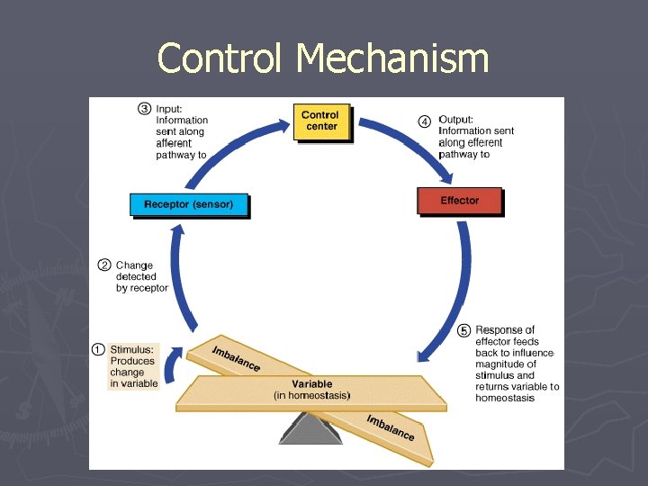 Control Mechanism 