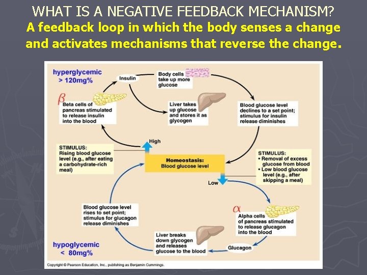 WHAT IS A NEGATIVE FEEDBACK MECHANISM? A feedback loop in which the body senses