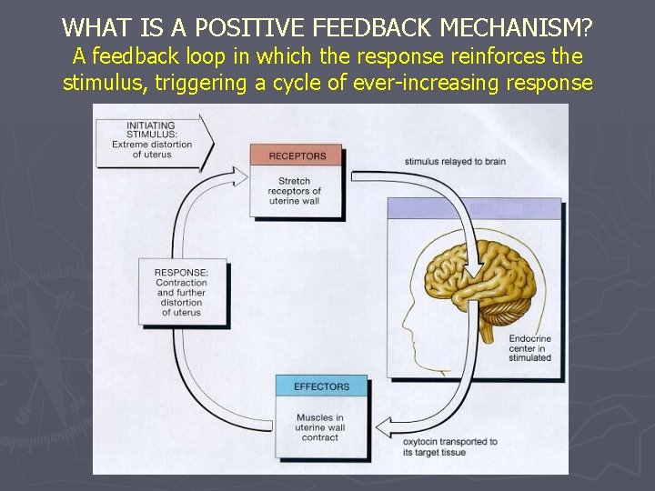 WHAT IS A POSITIVE FEEDBACK MECHANISM? A feedback loop in which the response reinforces