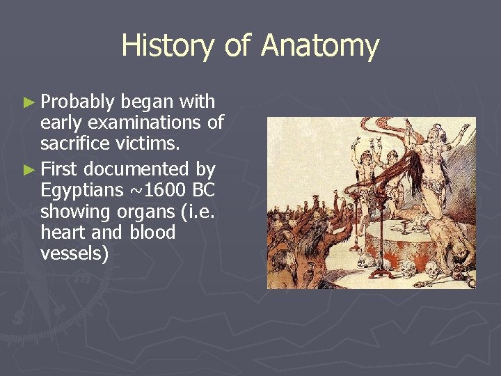 History of Anatomy ► Probably began with early examinations of sacrifice victims. ► First