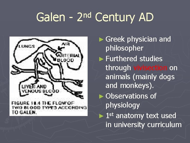 Galen - nd 2 Century AD ► Greek physician and philosopher ► Furthered studies