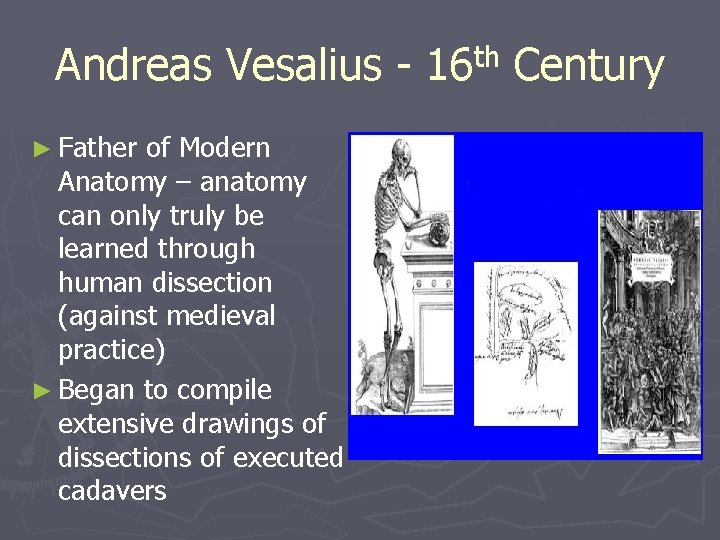 Andreas Vesalius ► Father of Modern Anatomy – anatomy can only truly be learned