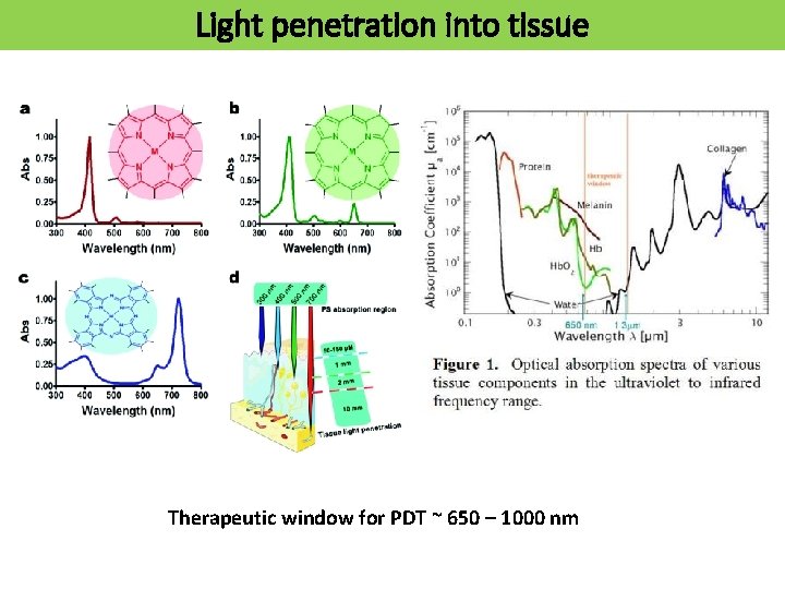 Light penetration into tissue Therapeutic window for PDT ~ 650 – 1000 nm 