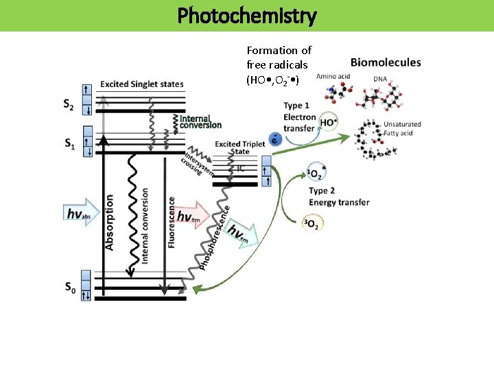 Photochemistry Formation of free radicals (HO • , O 2 - • ) 
