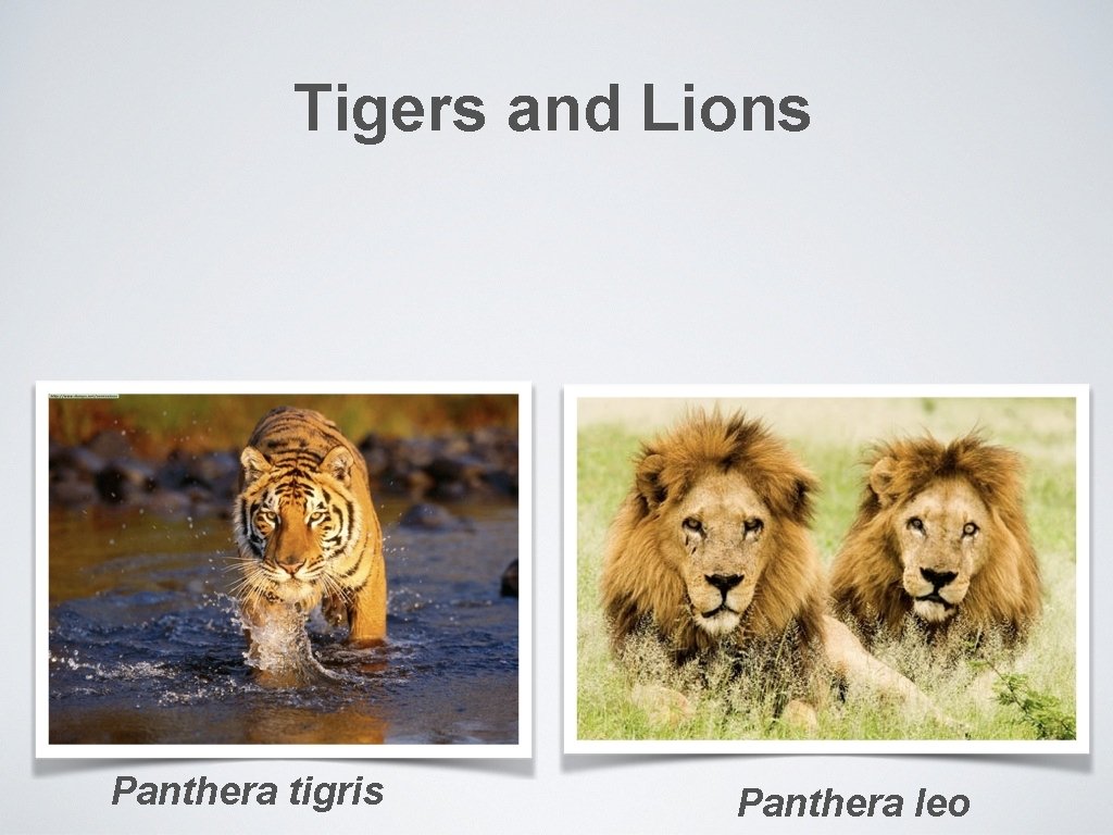 Tigers and Lions Panthera tigris Panthera leo 