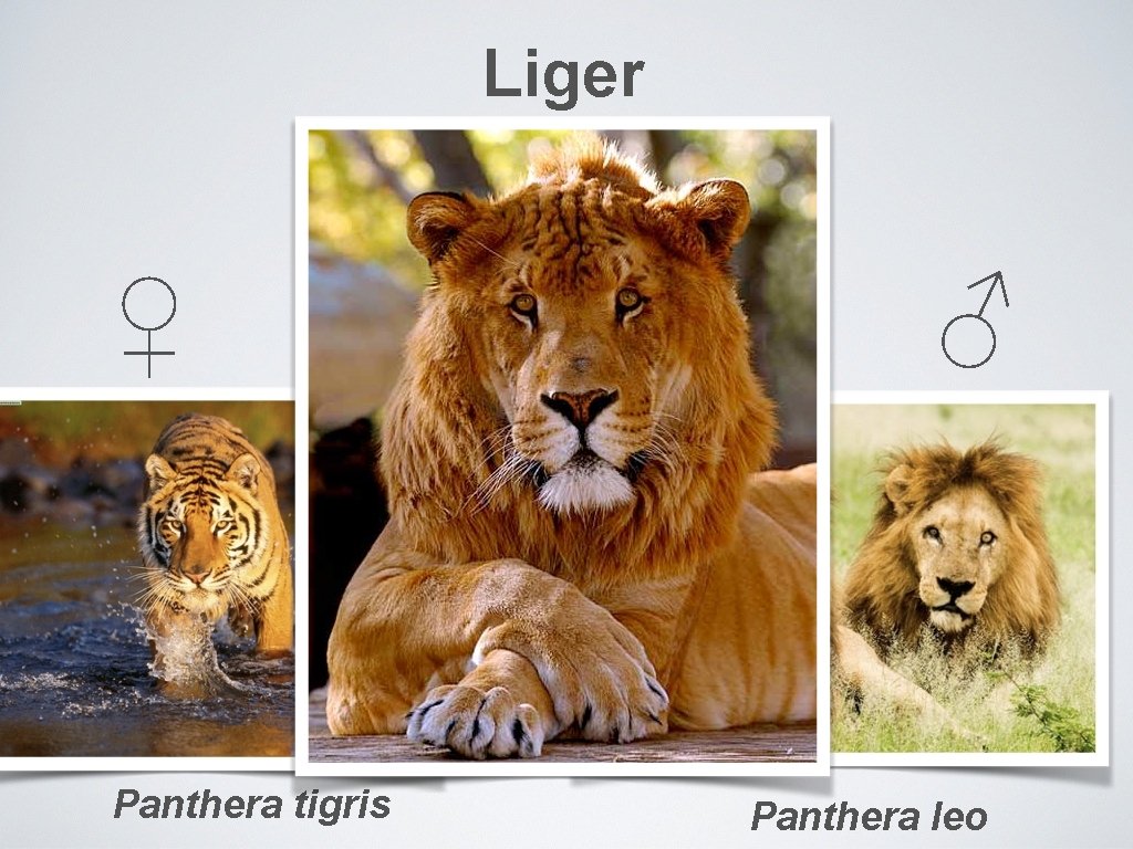 Liger ♀ Panthera tigris ♂ Panthera leo 