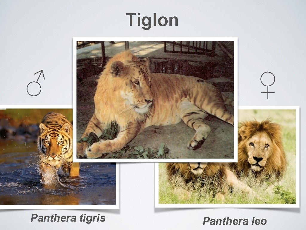 Tiglon ♂ Panthera tigris ♀ Panthera leo 