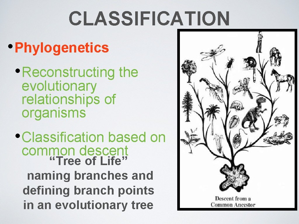 CLASSIFICATION • Phylogenetics • Reconstructing the evolutionary relationships of organisms • Classification based on