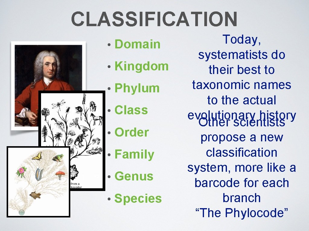 CLASSIFICATION • Domain • Kingdom • Phylum • Class • Order • Family •