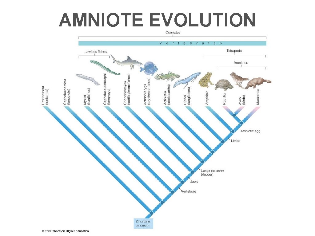 AMNIOTE EVOLUTION 