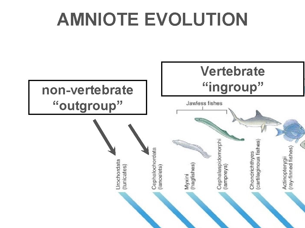 AMNIOTE EVOLUTION non-vertebrate “outgroup” Vertebrate “ingroup” 
